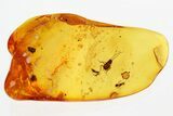 Fossil Cockroach Nymph and True Midge in Baltic Amber - Rare! #300696-1